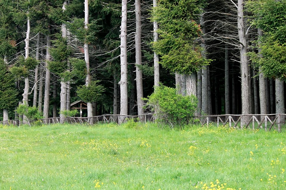 Scorcio del bosco di pini laricii che costeggia il Lago Cecita, in c.da Cupone, Parco Nazionale della Sila - Ph. © Gianni Termine