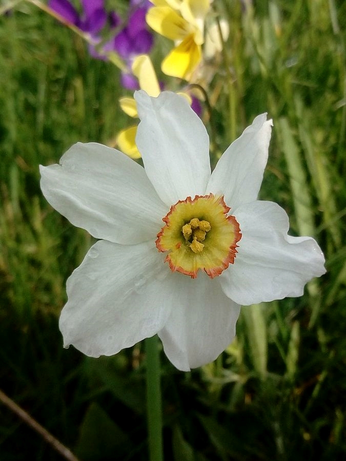 Narciso dei Poeti (Narcissus poeticus L.), Lago Cecita, Parco Nazionale della Sila - Ph. © Gianni Termine