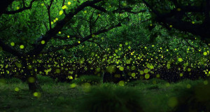 L’incanto delle lucciole nella Foresta di Cuma. Due giorni per ammirarle