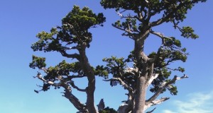 Italus: ha 1230 anni, si trova nel Parco del Pollino, ed è l’albero più antico d’Europa scientificamente datato