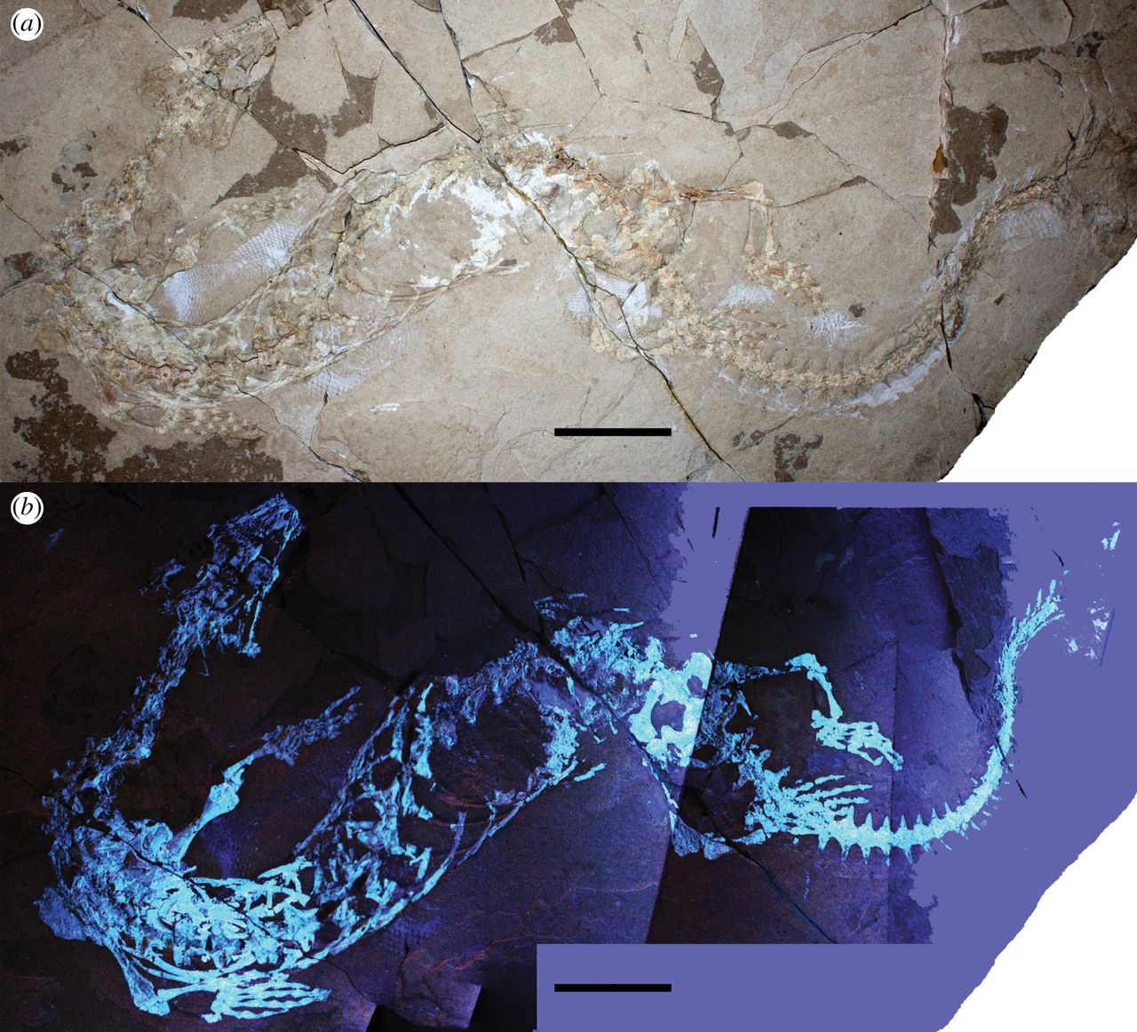 Due immagini del fossile (al naturale e sottoposto a luce ultravioletta) - Image by Royal Society Open Science