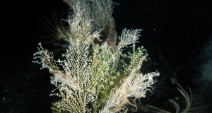 Vive in Sicilia il corallo nero che s’illumina al tocco