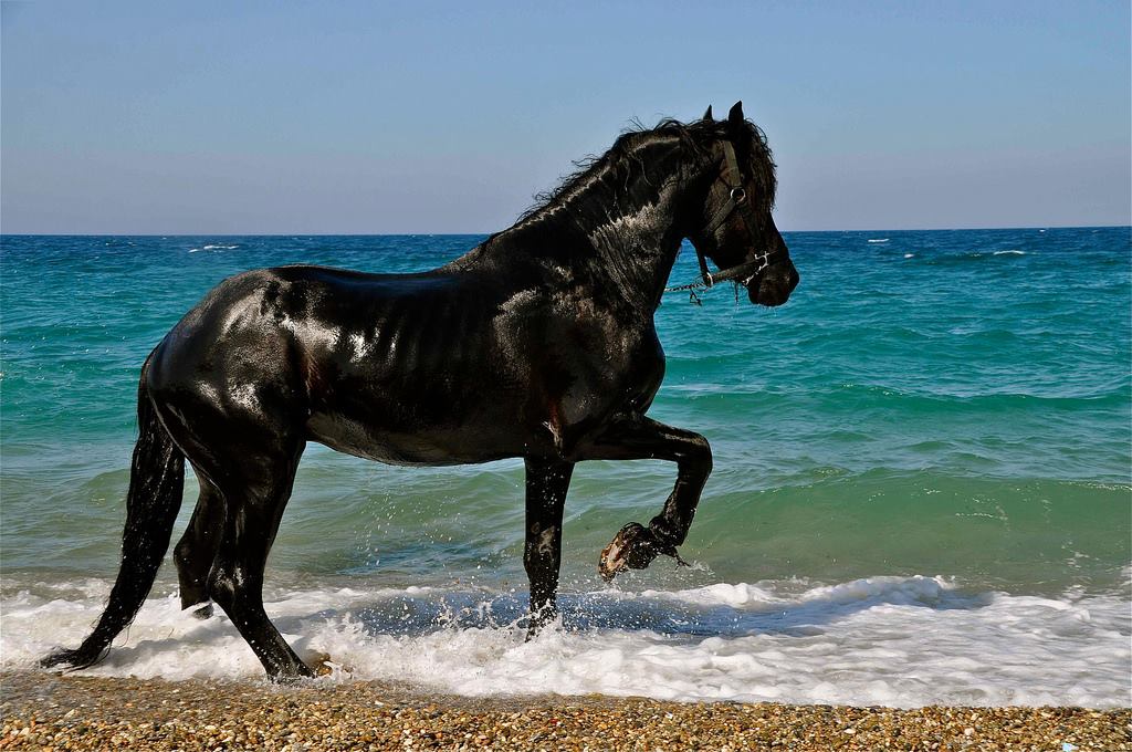 Cavallo sulle rive del Mar Jonio, nella Sibaritide – Ph. © Stefano Contin