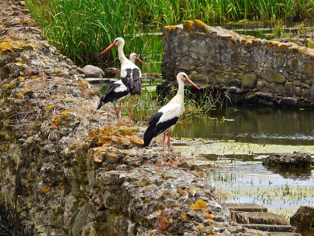 Cicogne negli scavi di Sibari – Ph. © Stefano Contin