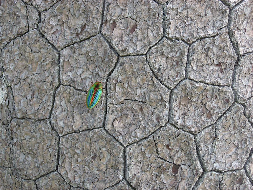 Esemplare di Buprestis splendens su tronco di Pino loricato (Pinus heldreichii leucodermis)