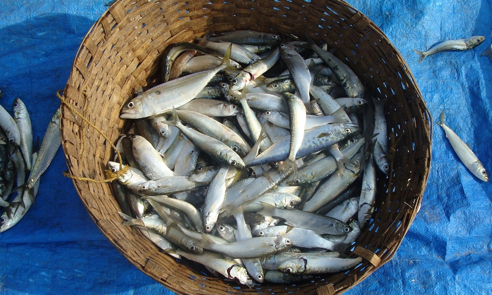 Pescato di pesce azzurro
