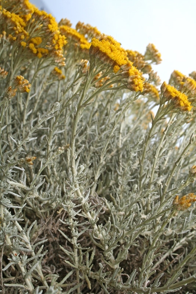 Infiorescenze di di Helichrysum microphyllum subsp. tyrrhenicum Bacch. Brullo & Giusso