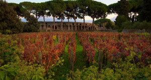 Vinum Vita Est. Fra le rovine di Pompei crescono le antiche uve da vino