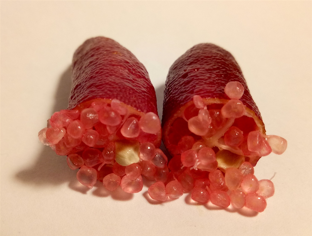 Varietà rossa di Finger lime - Ph. Ivar Boneful | ccby-sa4.0