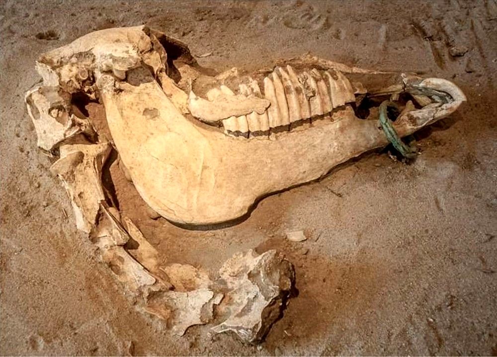 Cranio di un cavallo sepolto a Himera - Fonte: Soprintendenza Archeologica Palermo