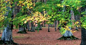 Visioni d’autunno nel Parco Nazionale del Pollino