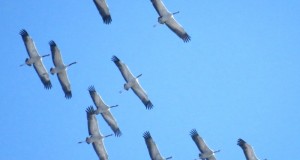 Sulle ali delle gru: l’affascinante passaggio nei cieli della Sila. Testo e immagini di Gianluca Congi