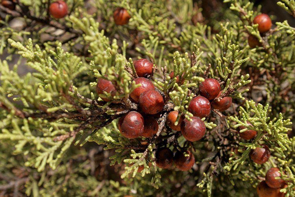 Ramo di Juniperus Phoenicea con coccole - Image source