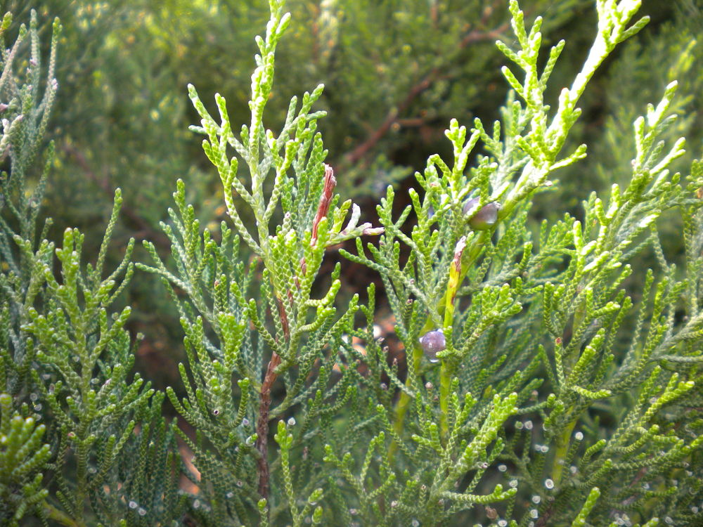 Fogliame di Juniperus Phoenicea - 