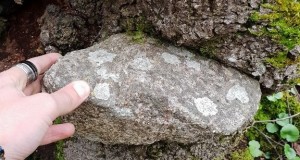 Il misterioso albero ”mangia-pietre” del Parco Nazionale della Sila. Immagini e testo di Gianluca Congi