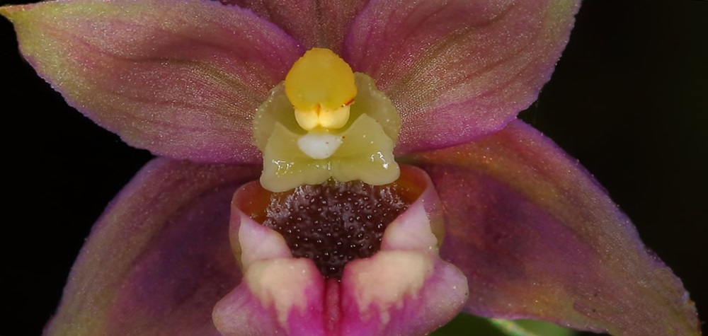 Fiore di Epitactis helleborine sub. tremolsii