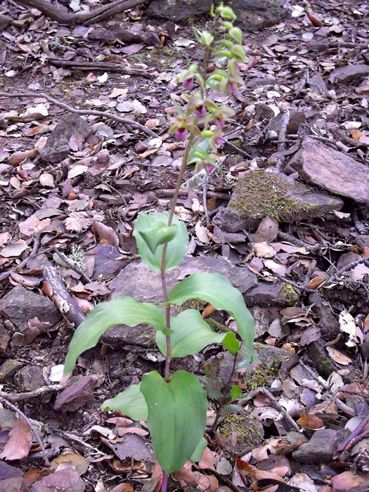 Esemplare fiorito di Epipactis helleborine sub. tremolsii