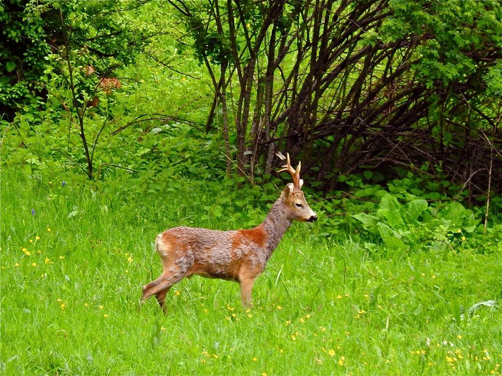 Esemplare di capriolo (Capreolus capreolus, Linnaeus, 1758) 