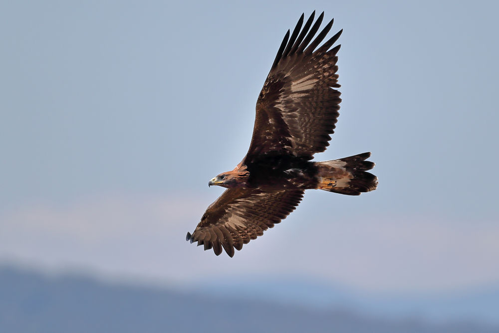 Esemplare di aquila reale (Aquila chrysaetos Linnaeus, 1758) in volo - Courtesy of Domenico Margarese ©