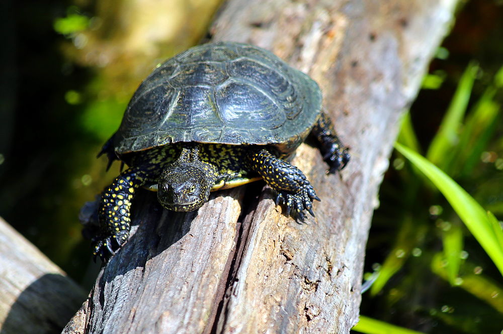 Esemplare di testuggine palustre (Emys orbicularis Linnaeus, 1758) – Image source