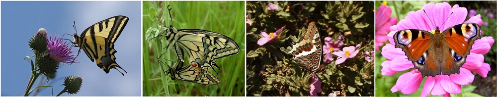 Farfalle delle specie alexanor (Papilio alexanor Esper, 1799), macaone (Papilio machaon Linnaeus, 1758), ninfa del corbezzolo (Charaxes jasius Linnaeus, 1756) e vanessa Io (Inaxis io L., 1758)