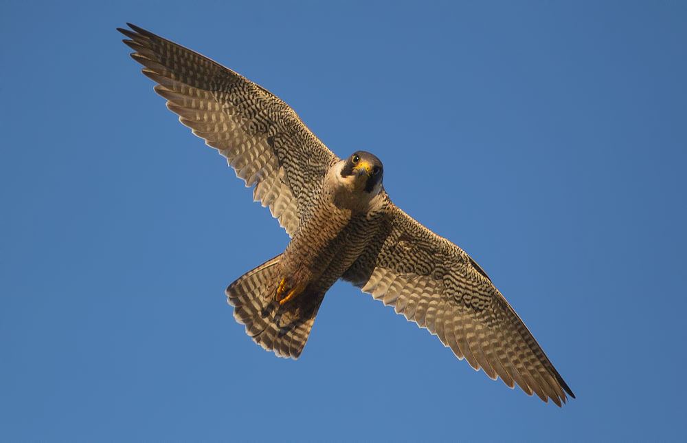 Esemplare di falco pellegrino (Falco peregrinus Tunstall, 1771) in volo - Courtesy of Domenico Margarese ©