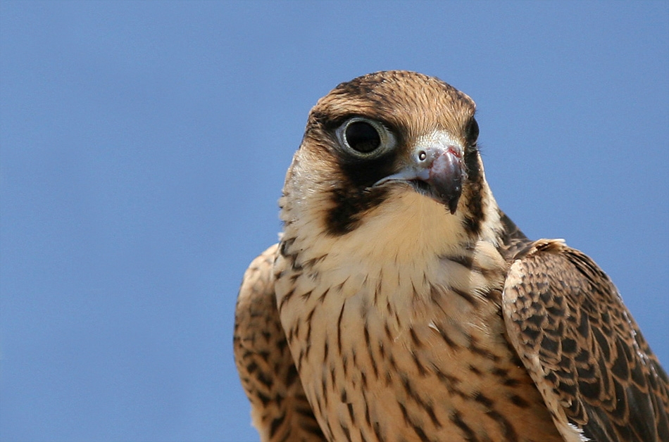 Esemplare di falco lanario (Falco biarmicus, Temminck 1825) - Image source