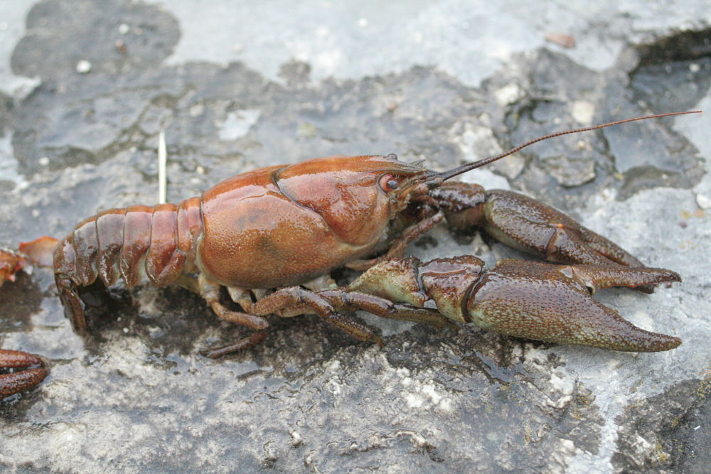 Esemplare di gambero di fiume (Austropotamobius pallipes Lereboullet, 1858)