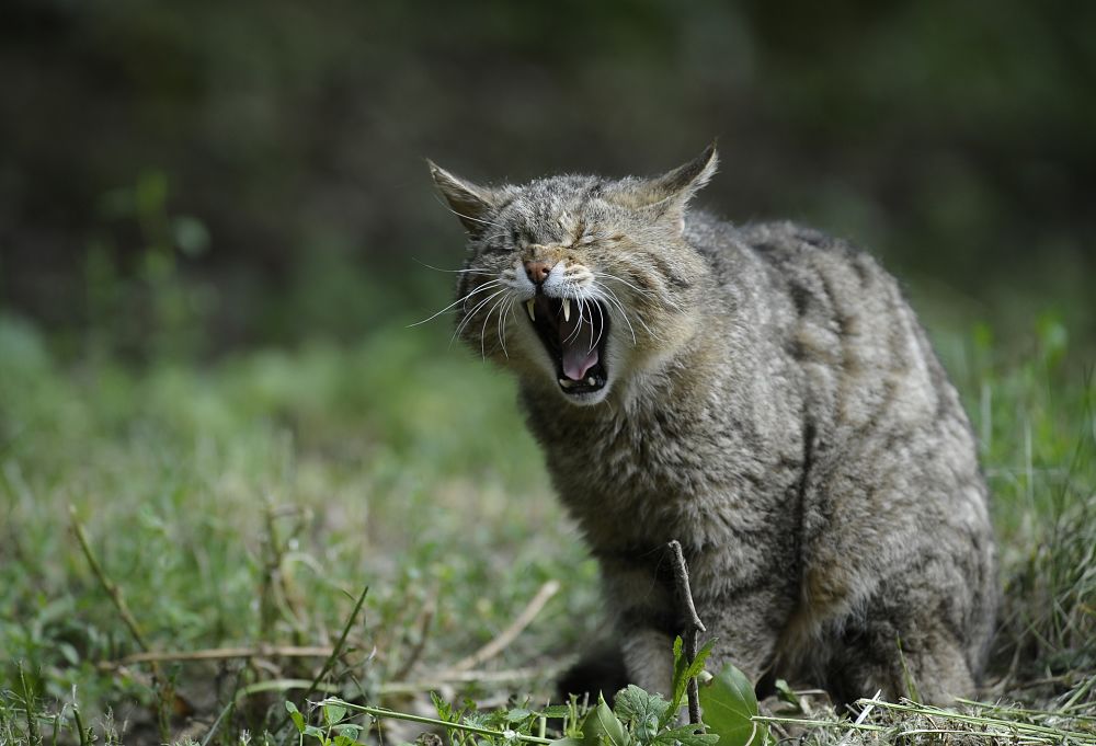 Esemplare di gatto selvatico (Felis silvestris silvestris Schreber, 1775), Parco Nazionale del Pollino