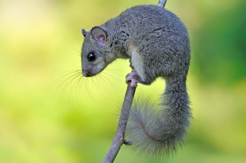 Esemplare di ghiro (Glis glis Linnaeus, 1766), Parco Nazionale del Pollino