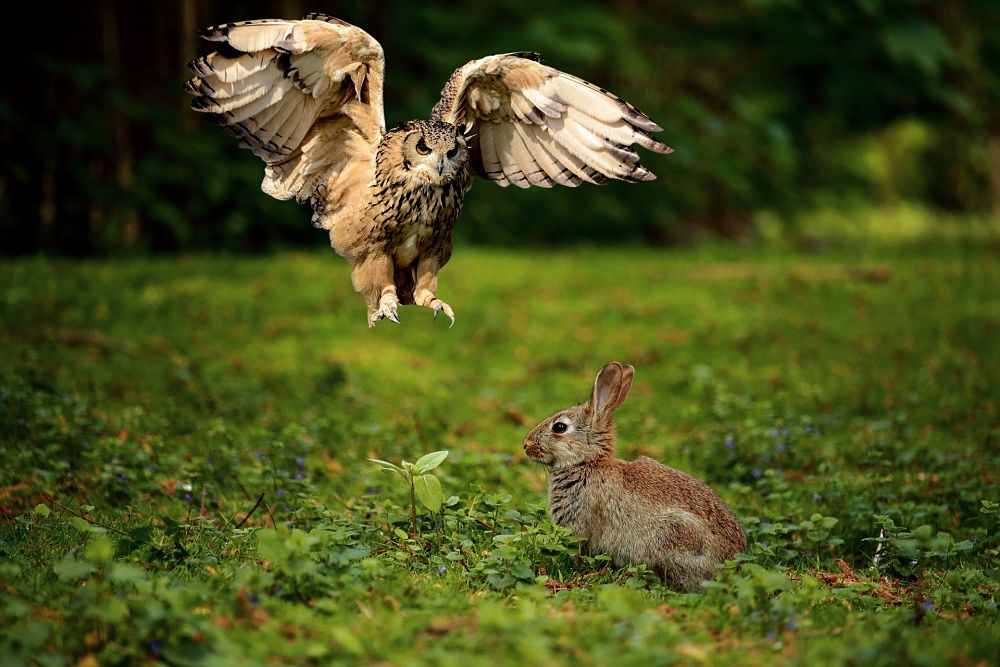 Esemplare di gufo reale (Bubo bubo Linnaeus, 1758)