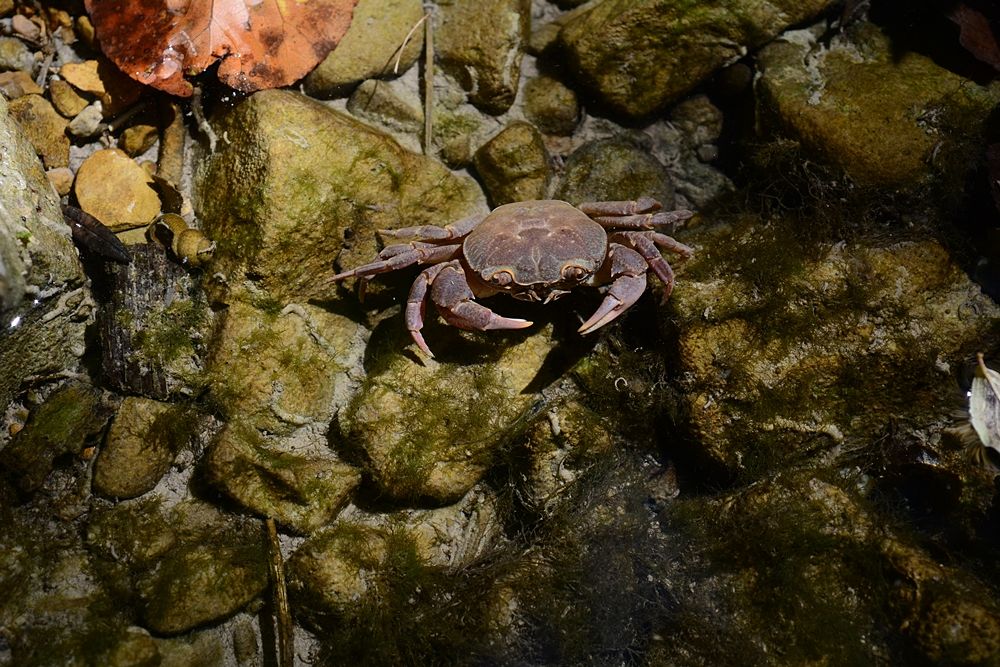 Esemplare di granchio di fiume (Potamon fluviatile Herbst, 1785) - Ph. © Michele Puntillo