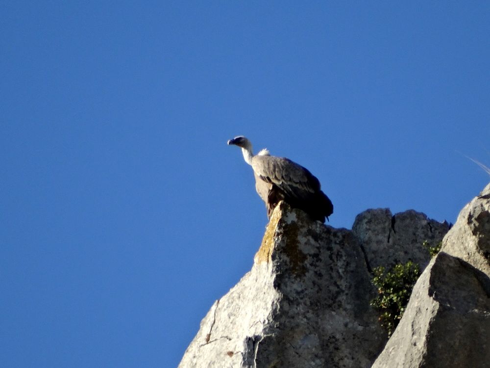 Esemplare di grifone (Gyps fulvus Linnaeus, 1758) sulle rocce delle Gole del Raganello, Parco Nazionale del Pollino – Ph. © Domenico Puntillo