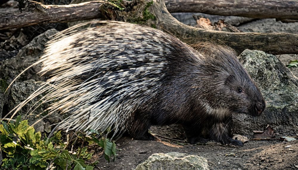 Esemplare di istrice (Hystrix cristata Linnaeus, 1758), Parco Nazionale del Pollino