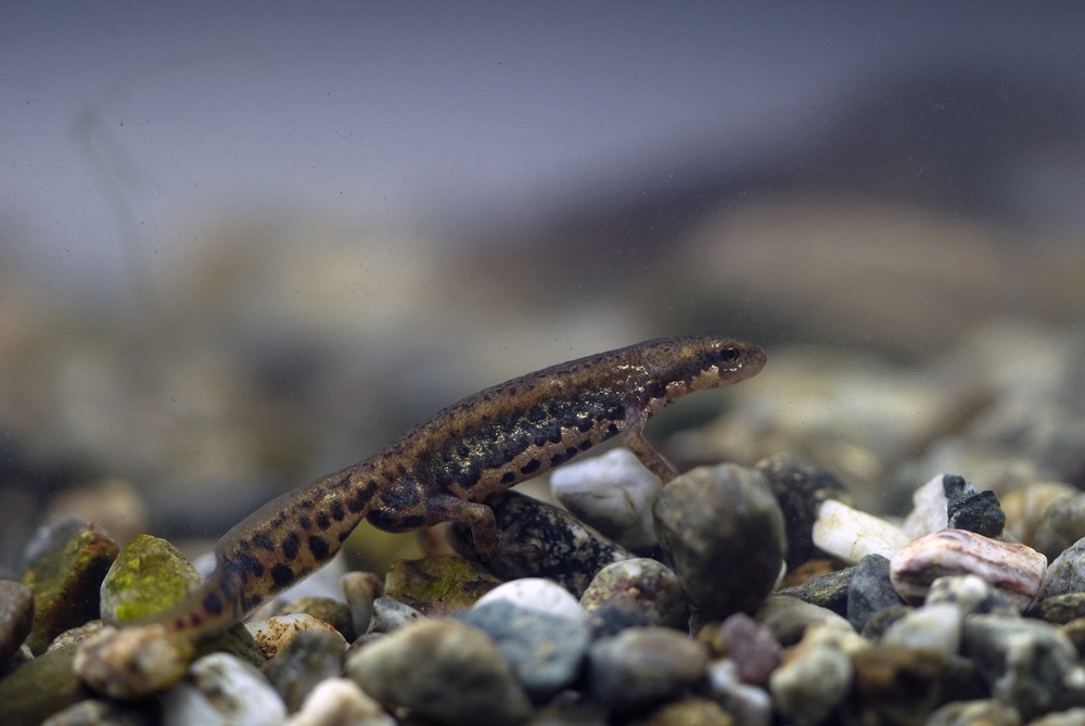 Esemplare di tritone italiano (Lissotriton italicus Peracca, 1898) - Ph. © Michele Puntillo