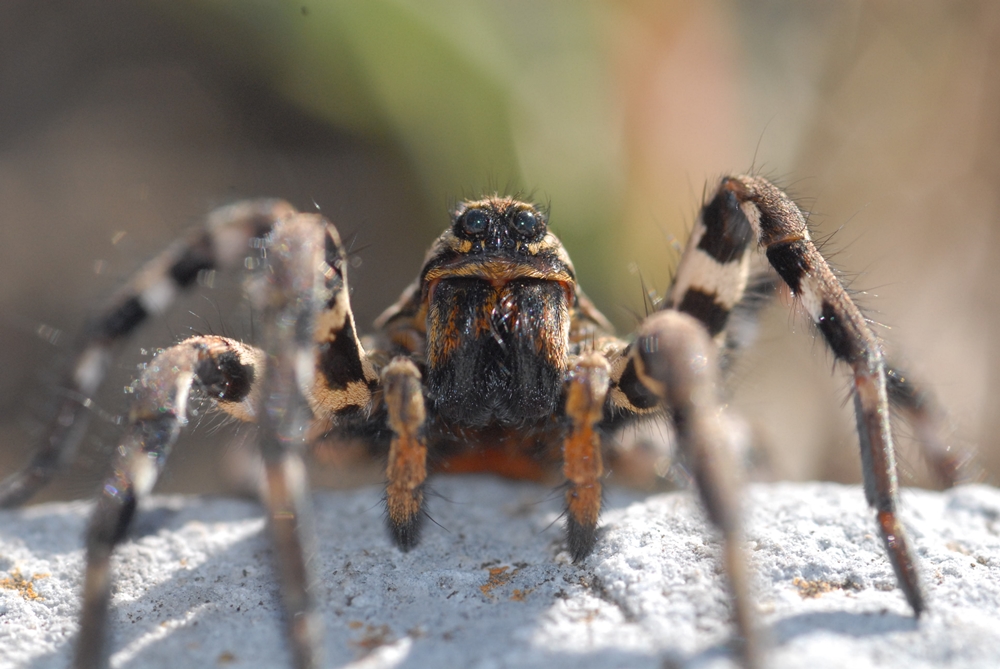 Esemplare di tarantola (Lycosa tarentula Linnaeus, 1758), Parco Nazionale del Pollino  - Ph. © Domenico Puntillo