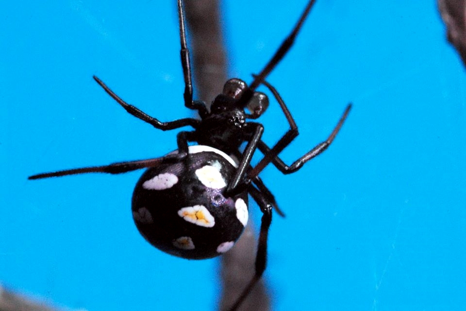 Esemplare maschio di malmignatta o vedova nera mediterranea (Latrodectus tredecimguttatus Rossi, 1790), Parco Nazionale del Pollino - Ph. © Domenico Puntillo