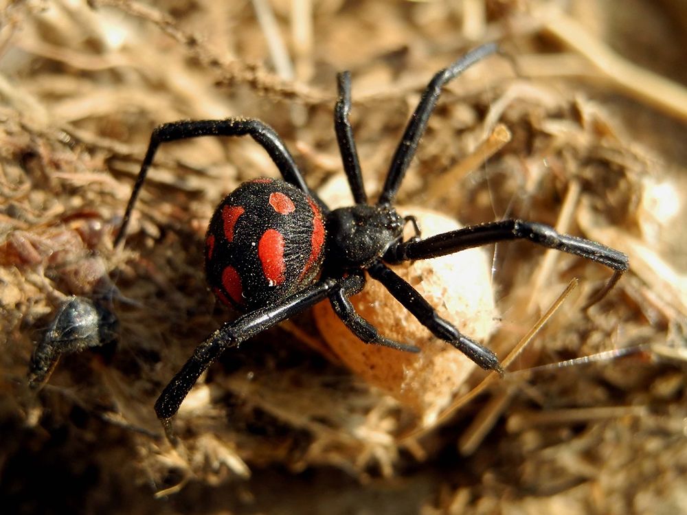 Esemplare di malmignatta o vedova nera mediterranea (Latrodectus tredecimguttatus Rossi, 1790), Parco Nazionale del Pollino - Ph. © Domenico Puntillo