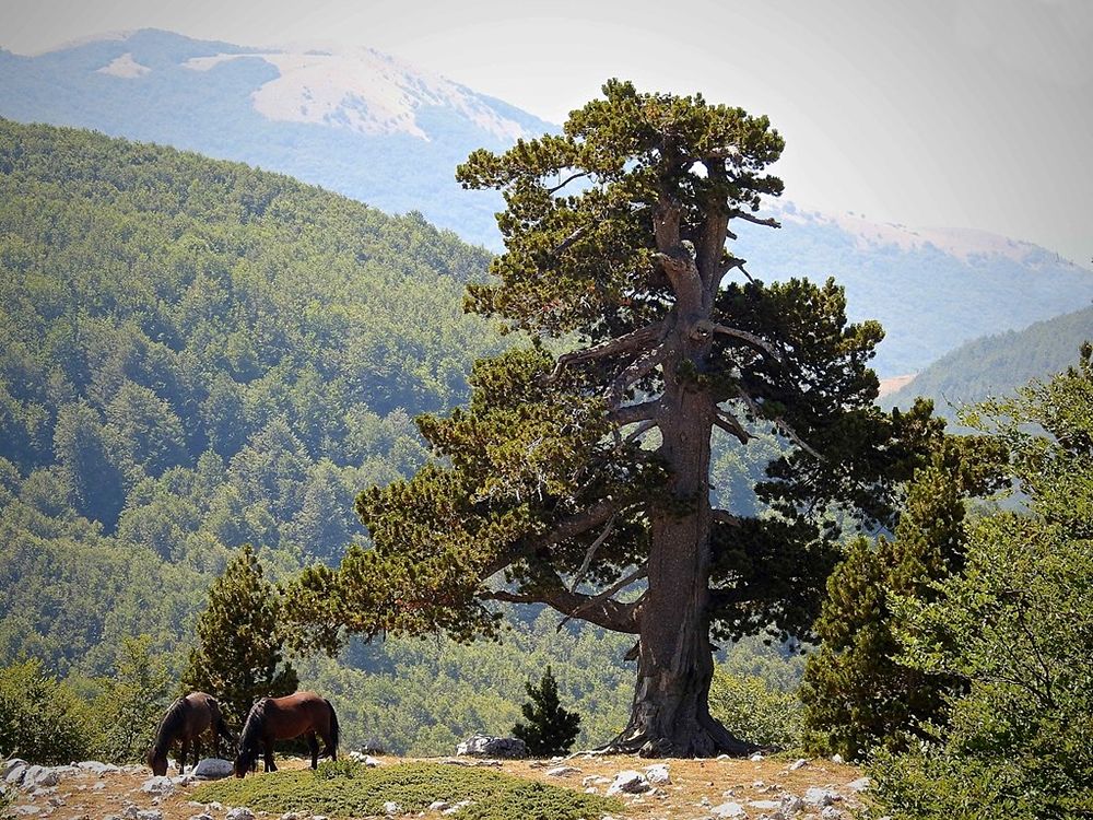 Scorcio del Parco Nazionale del Pollino con esemplare di Pino loricato e coppia di cavalli al pascolo – Ph. © Stefano Contin 