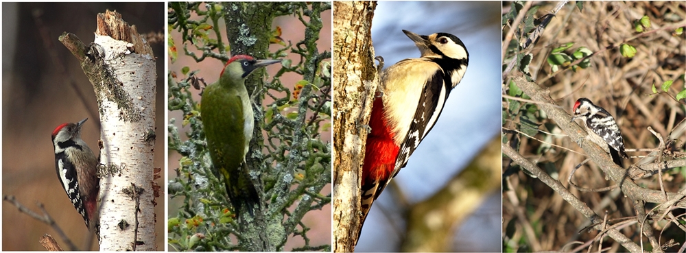 Esemplari di Picchio rosso mezzano (Dendrocopus medius L., 1758), il Picchio verde (Picus viridis Linnaeus, 1758), il Picchio rosso maggiore (Dendrocopus major Linnaeus, 1758) e i Picchio rosso minore (Dendorcopus minor Linnaeus, 1758)