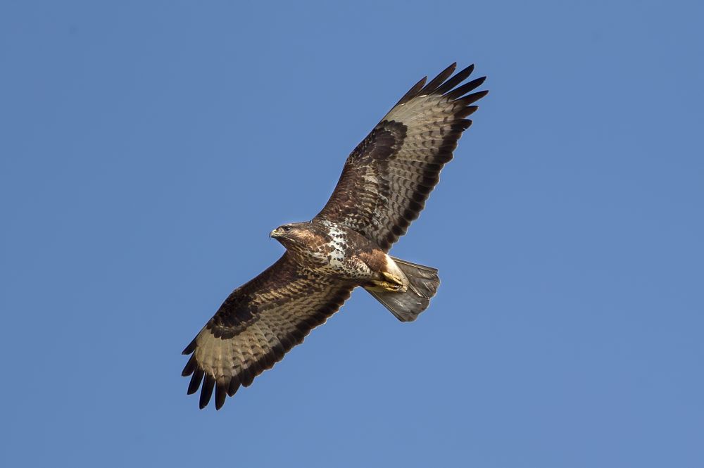 Esemplare di poiana (Buteo buteo Linnaeus, 1758) in volo – Courtesy of Domenico Margarese © 