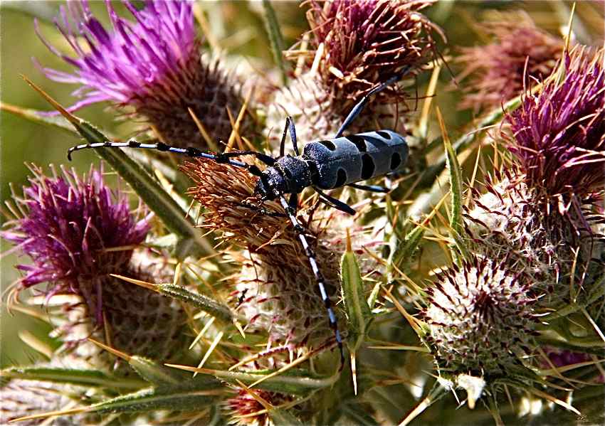 Esemplare di rosalia alpina (Rosalia alpina Linnaeus, 1758) – Ph. © Antonio Contin