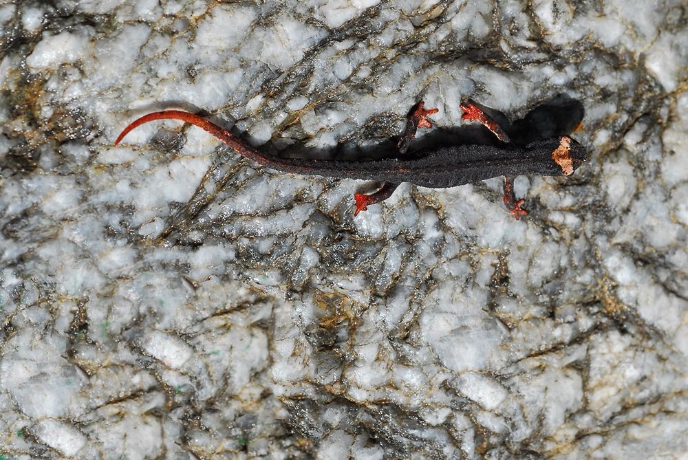 Esemplare di Salamandrina dagli occhiali (Salamandrina terdigitata Bonnaterre, 1789), Parco Nazionale del Pollino - Ph. © Michele Puntillo