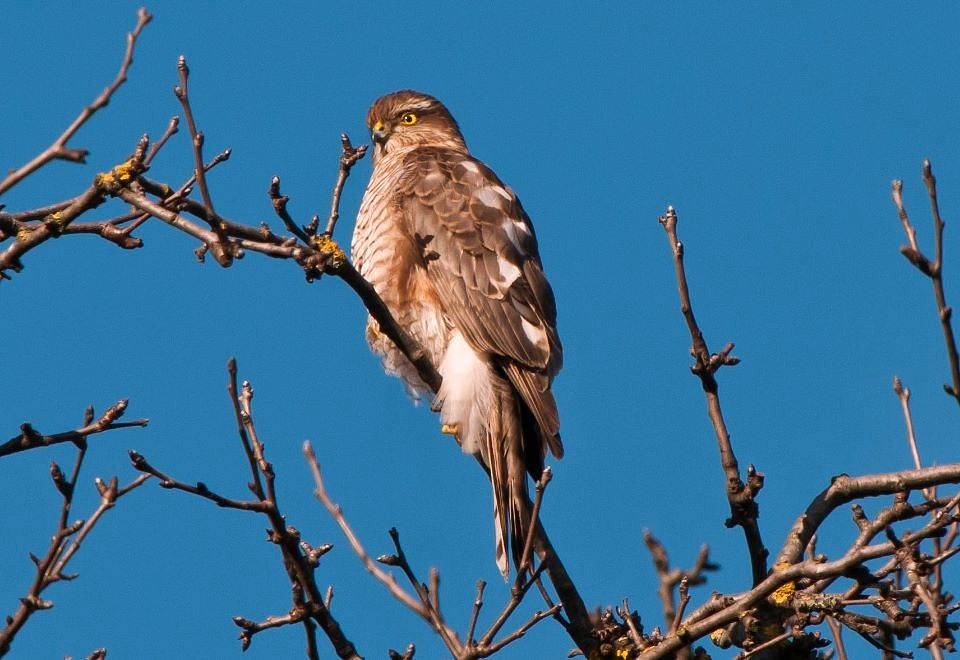  Esemplare di sparviere (Accipiter nisus Linnaeus, 1758) - Courtesy of Domenico Bevacqua © 