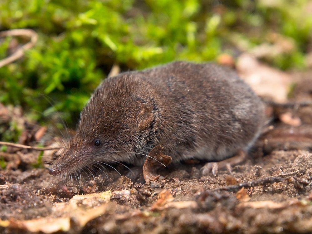 Esemplare di toporagno (Sorex minutus), Parco Nazionale del Pollino