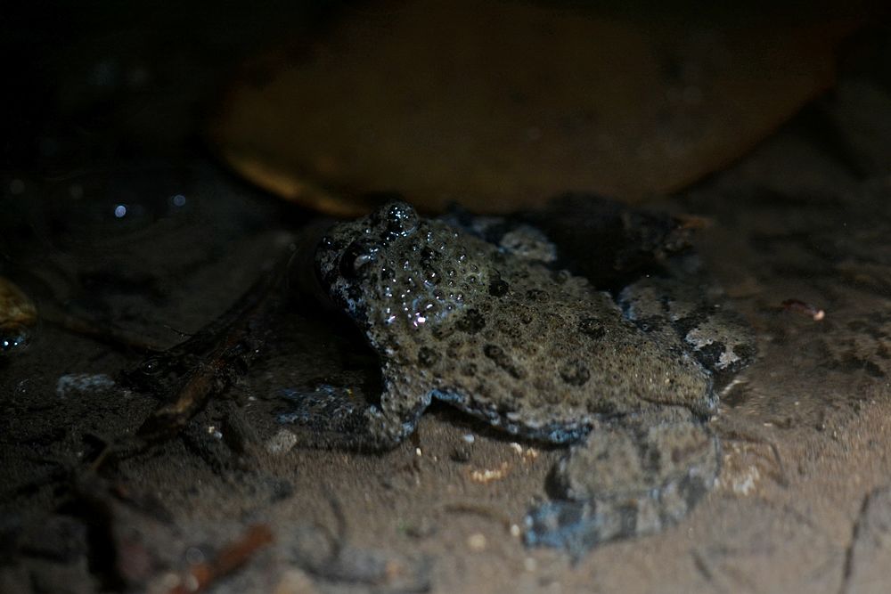 Esemplare di ululone dal ventre giallo (Bombina variegata Linnaeus, 1758), Parco Nazionale del Pollino - Ph. © Michele Puntillo