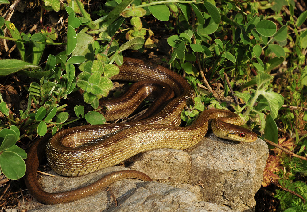 Esemplare di saettone occhi rossi (Elaphe lineata Camerano, 1891= Zamenis lineatus) - Image source