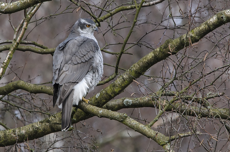 Esemplare di astore (Accipiter gentilis Linnaeus, 1758) - Image source