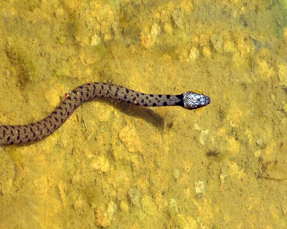 Esemplare di biscia dal collare (Natrix natrix Linnaeus, 1758) – Ph. © Michele Puntillo