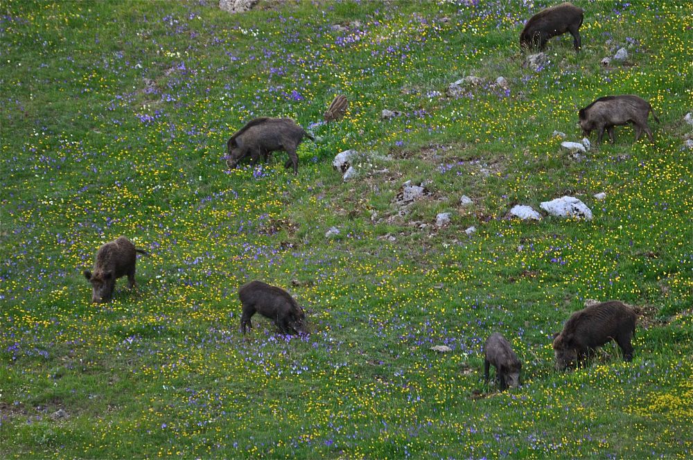 Branco di cinghiali (Sus scrofa Linnaeus, 1758), Parco Nazionale del Pollino - Ph. Stefano Contin